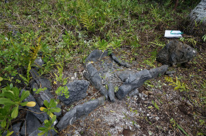 Vestiges du ahu du marae a Tematie (photo F. Torrente)