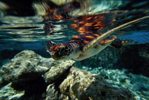 baby-turtle-01