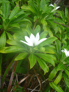 Hiro'a Juin - reglementation - - esp+¿ce prot+®g+®e - Apetahia raiatensis - cr+®dit Diren