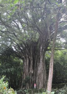 Giant banyan at the Kamuihei site on Nuku Hiva