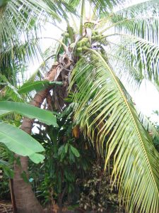 Cocotier espèce KAIPOA