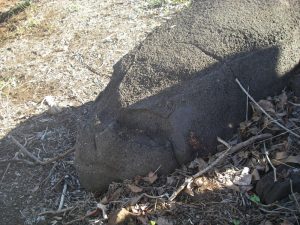 Lézard vue du haut