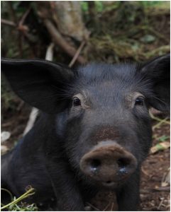 128 - Rdv Taputapuatea - Cochon SCP