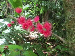 128 - e reo to 'u - 'ahi'a, Syzygium malaccense3