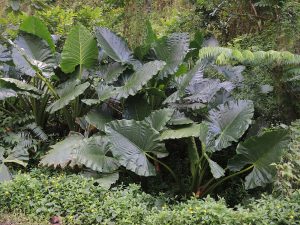 130 - E reo to'u - 'ape