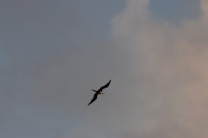 131 - Rdv Taputapuatea - Frégate - crédit SCP