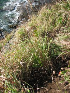 132 - E reo to'u - 'aretu Cymbopogon - Crédit Jean-François Butaud