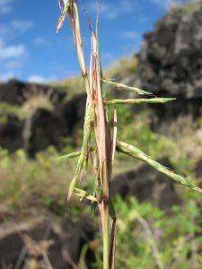 132 - E reo to'u - 'aretu Cymbopogon refractus - Crédit Jean-François Butaud