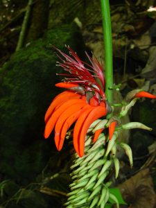 132 - E reo to'u - 'atae Erythrina variegata Fleurs - Crédit Jean-François Butaud