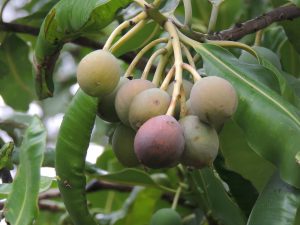 132 - E reo to'u - 'ati fruits grappe - Crédit Natea Montillier Tetuanui