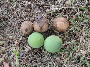 132 - E reo to'u - 'ati fruits tombés - Crédit Natea Montillier Tetuanui