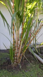 133 - Le saviez-vous - Cannes à sucre MTI - 01 - Crédit Élodie Largenton