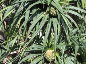 e reo to(u hiro'a fara