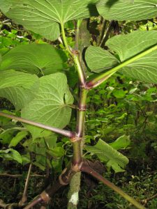 'ava var. methysticum Tige JfB