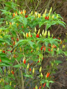 'öporo Capsicum frutescens Fruits JfB