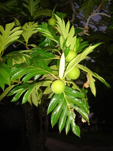 'uru fruit feuille NMT