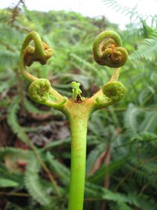 anuhe Dicranopteris linearis Jeunes frondes JfB