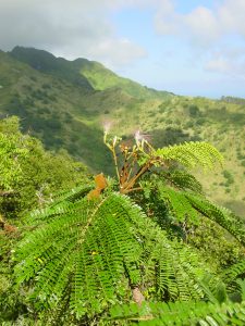 faifai Serianthes myriadenia Fleurs et Fruit JfB j