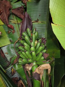 fë'ï Musa troglodytarum JfB