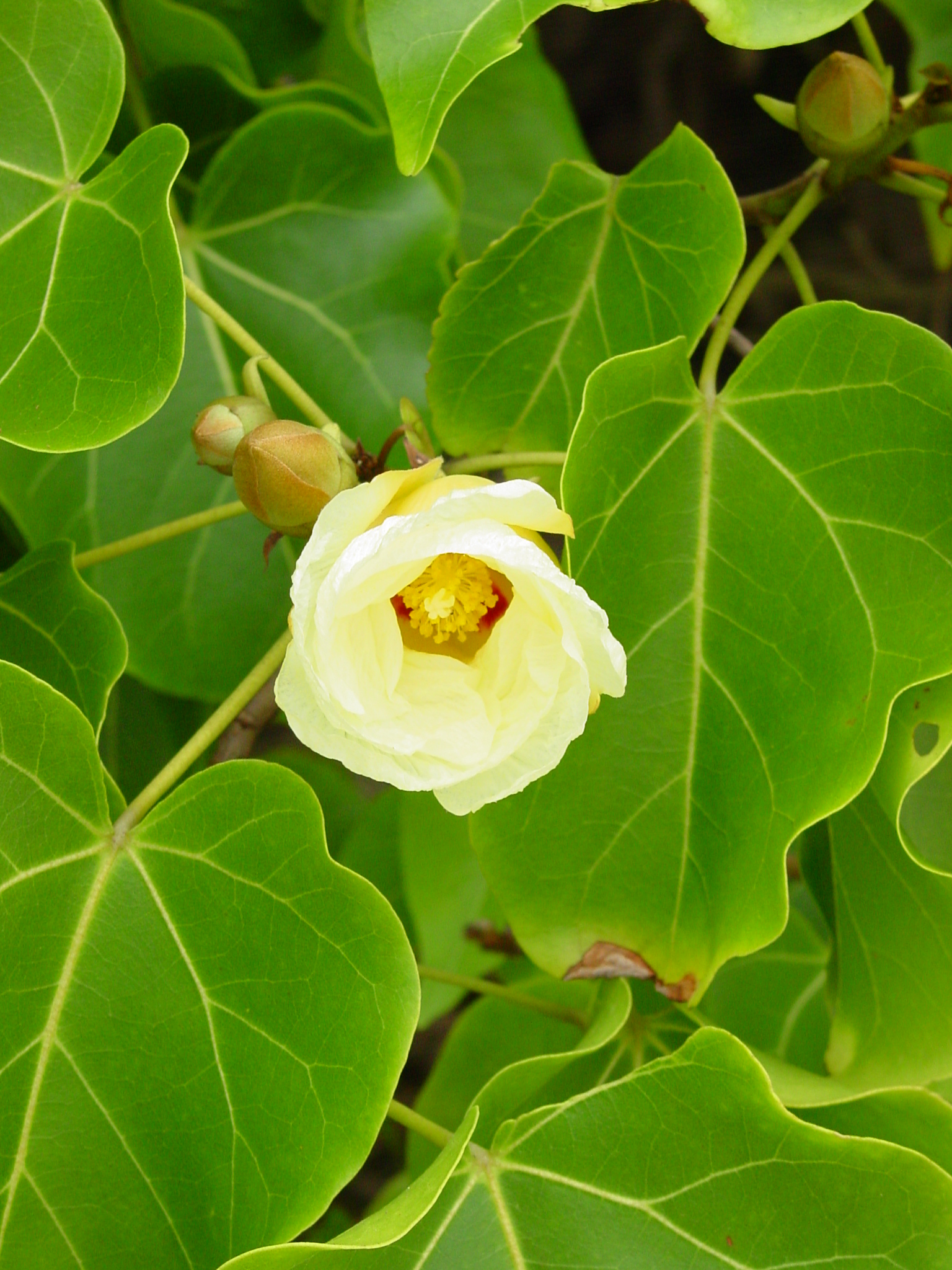 miro Thespesia populnea Fleur JfB