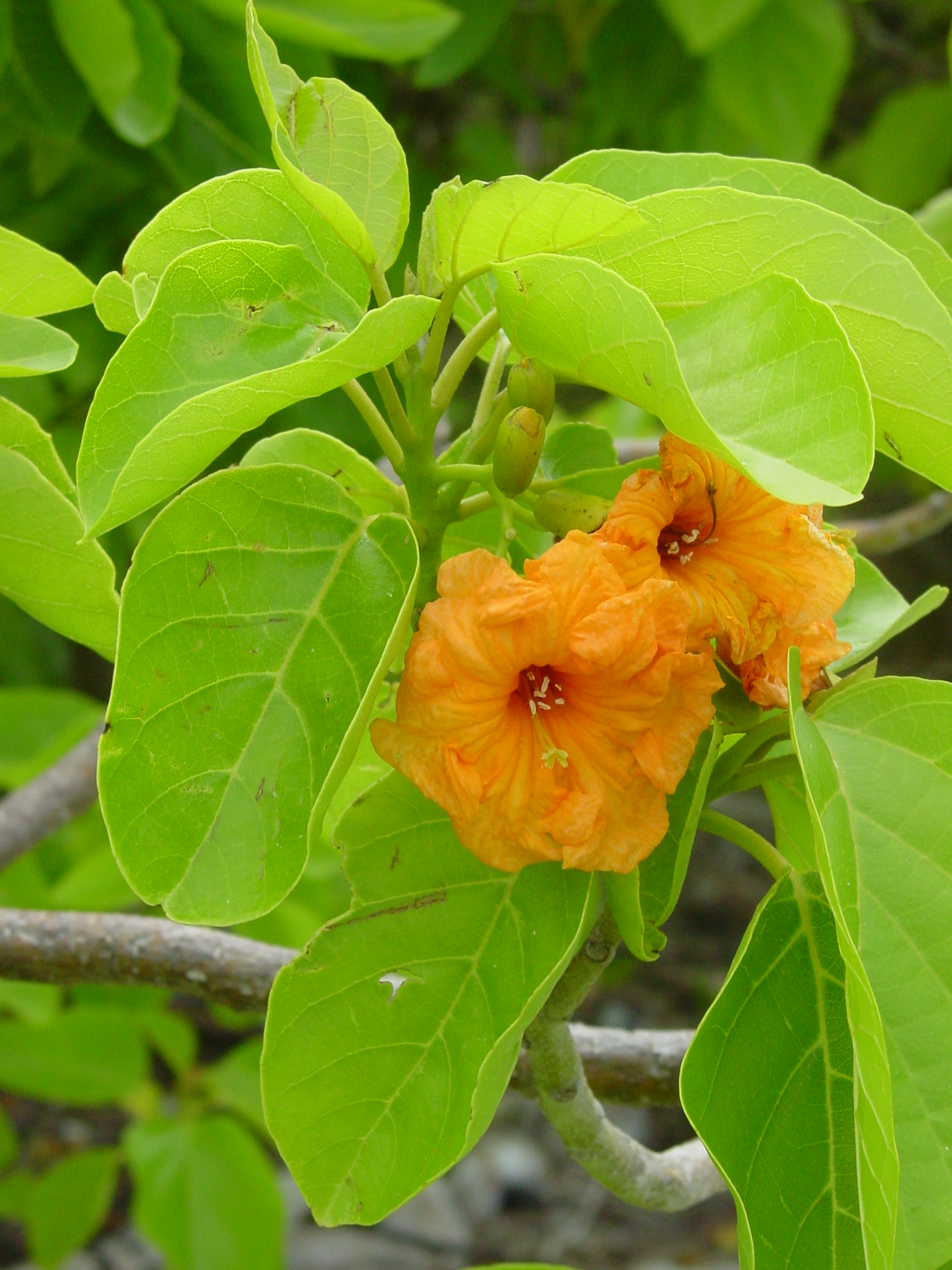 4 tou Cordia subcordata JfB