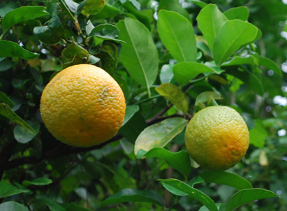 'anani orange de Tahiti