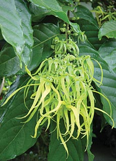 motoi ylang