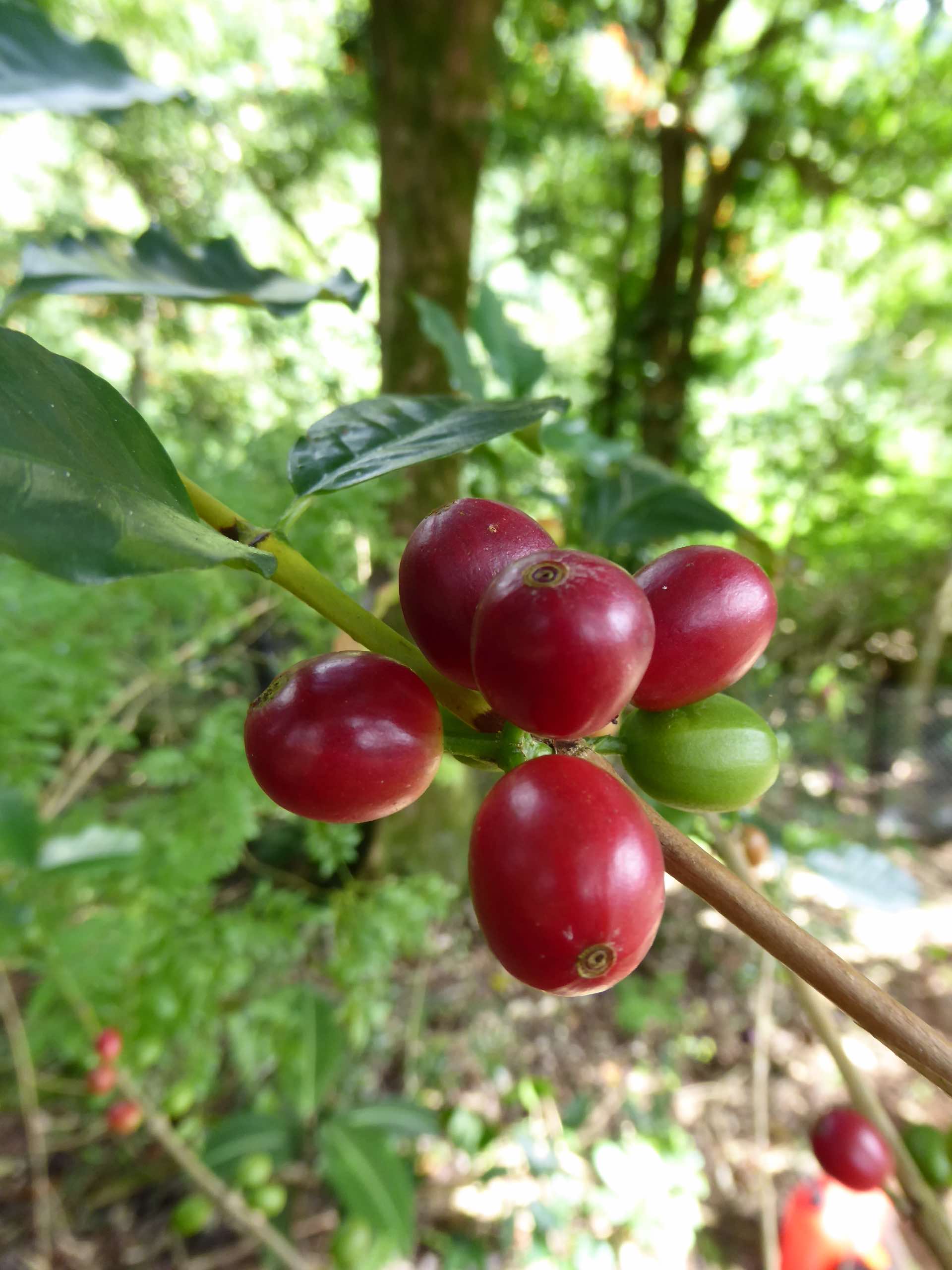 7bis Mä'a hotu ö te taofe café fruits JYM