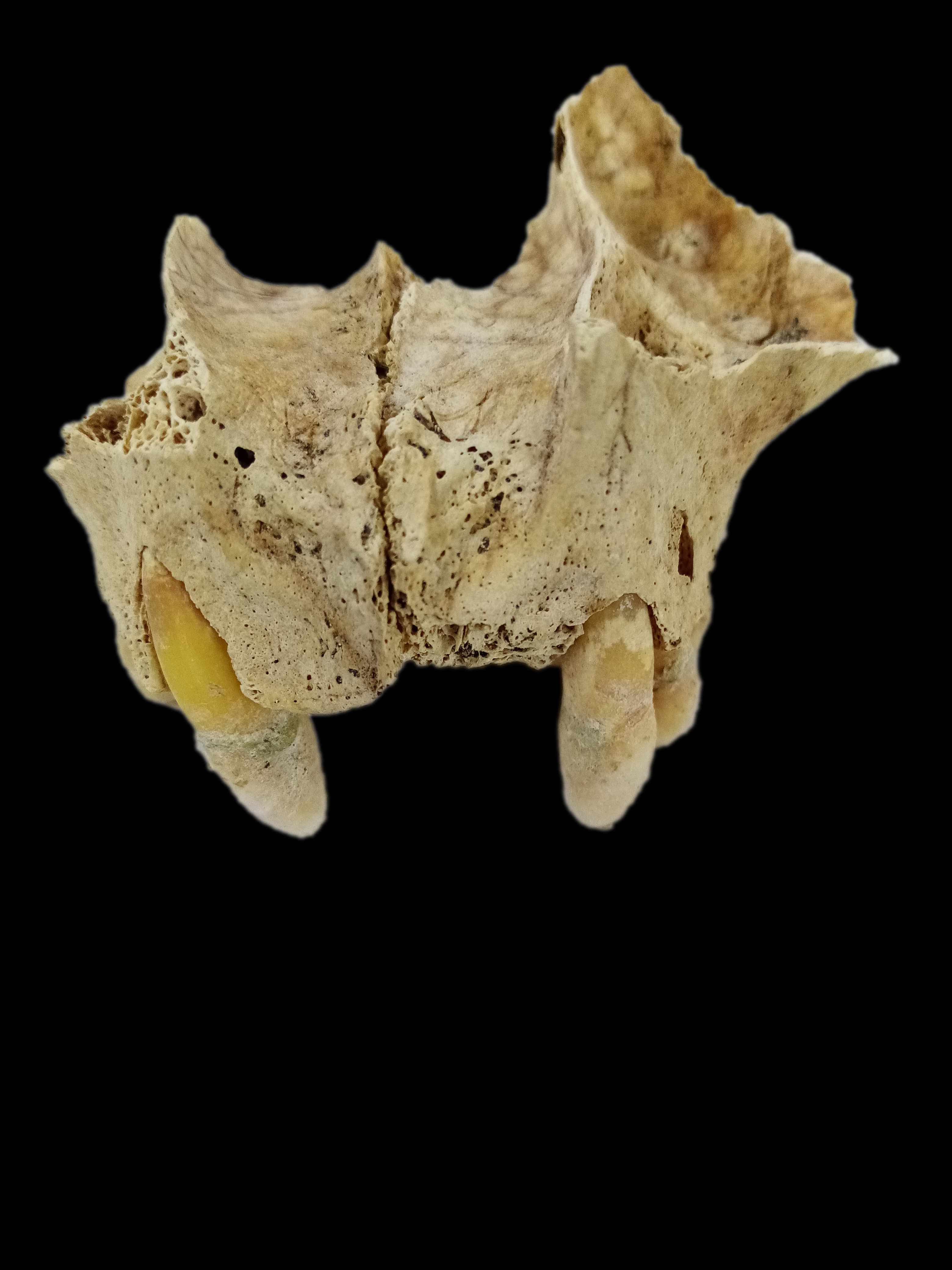 171 p24-25 les os revelent leur vie