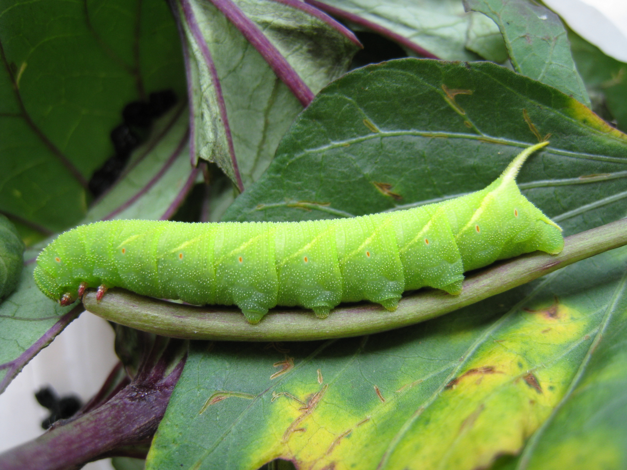 chenille sphinx patate douce stade2
