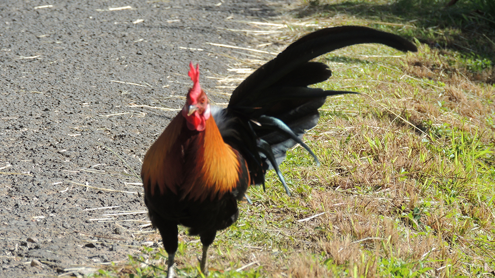 moa coq plumes NMT copie