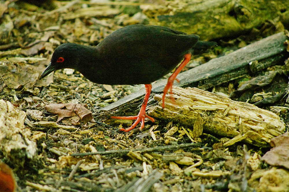 1 meho Z tabuensis C Blanvillain copie