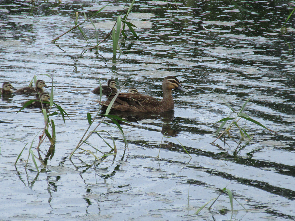 3 mo'orä canard à sourcil CB copie