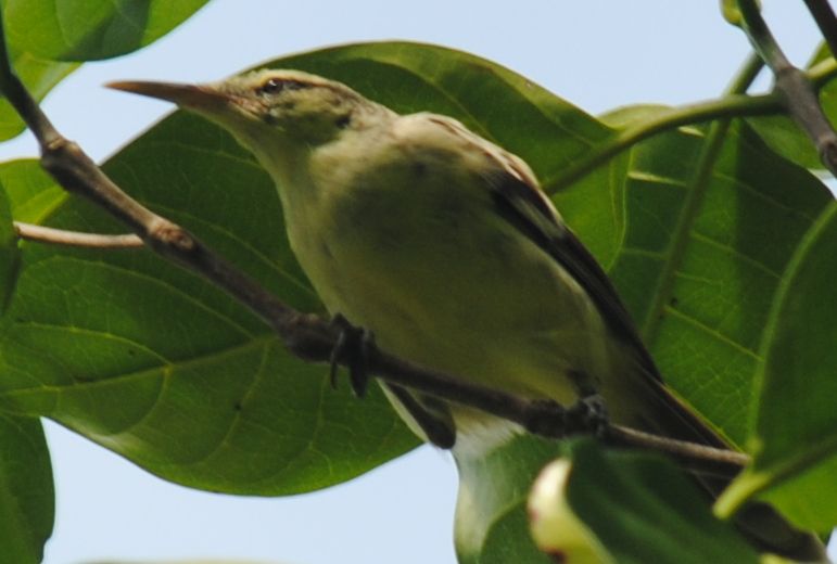 09 'ötatare rousserole